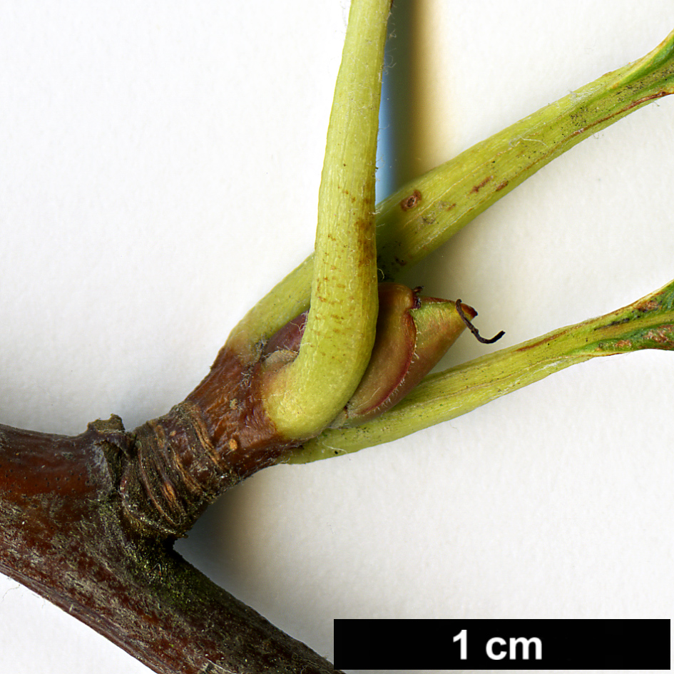 High resolution image: Family: Rosaceae - Genus: Sorbus - Taxon: ambrozyana